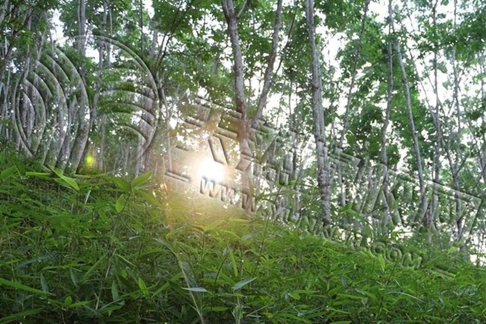 橡胶将延续区间震荡 难有上扬可能？20220831